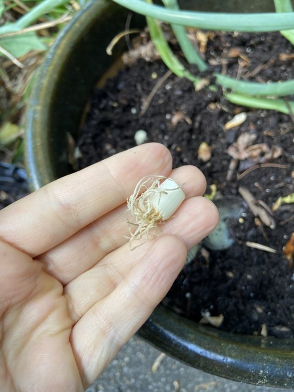 green onion end.