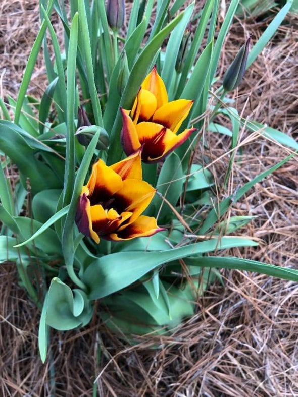 tulips.