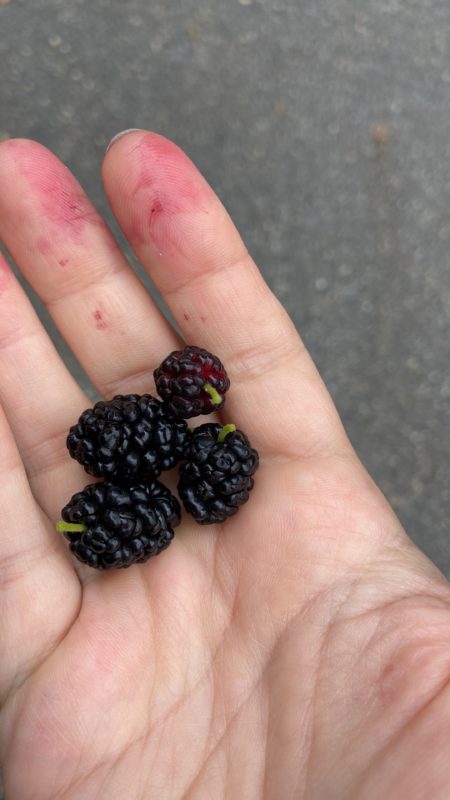 mulberries in Kristen's hand.