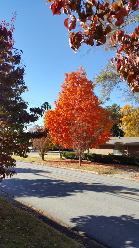 fall leaves.