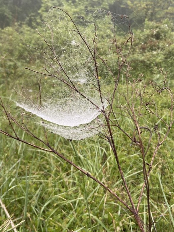 spider web.