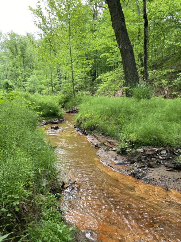 creek surrounded by green woods.