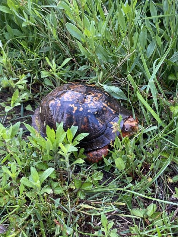 box turtle in grass.