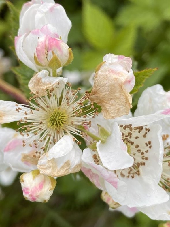 blackberry blossom.