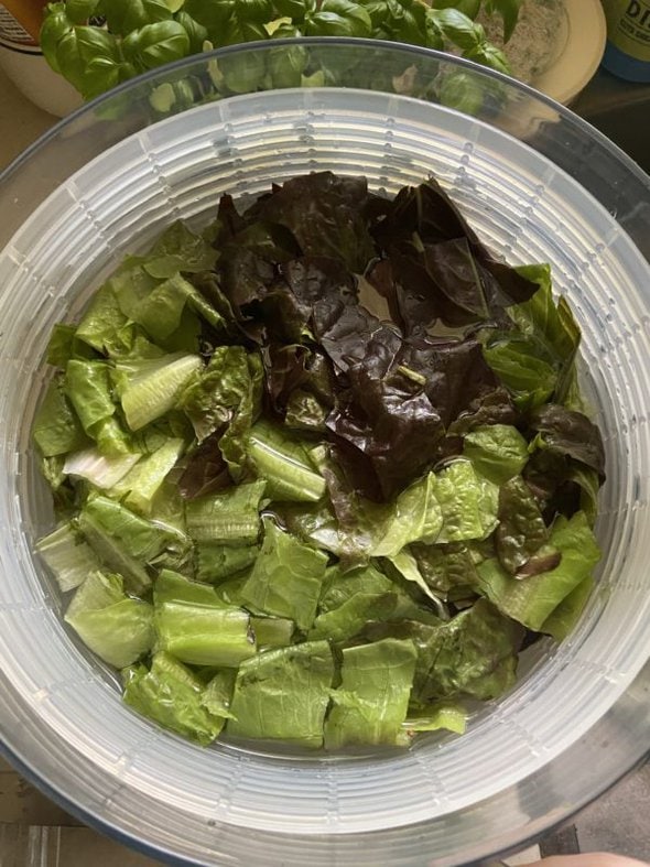 romaine lettuce in a salad spinner.