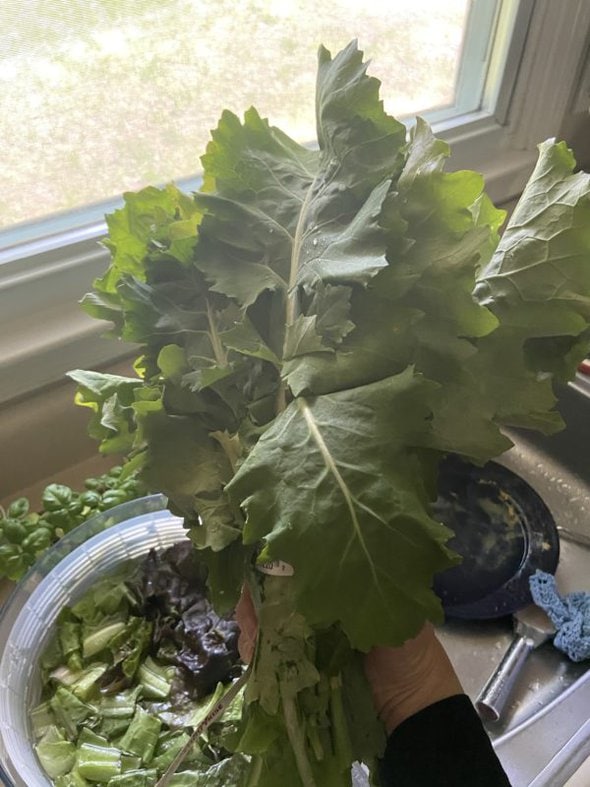 kale bunch.