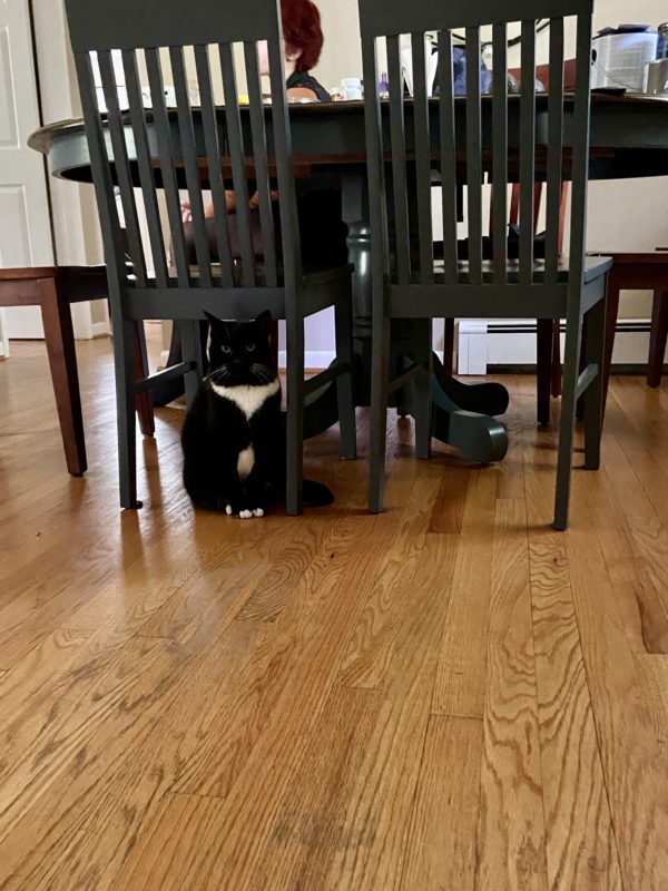 cat underneath a dining chair.