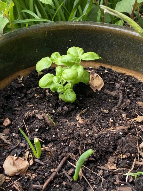 small basil seedling in pot.