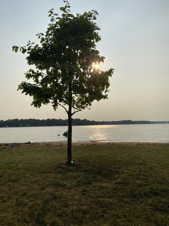 tree by the water.