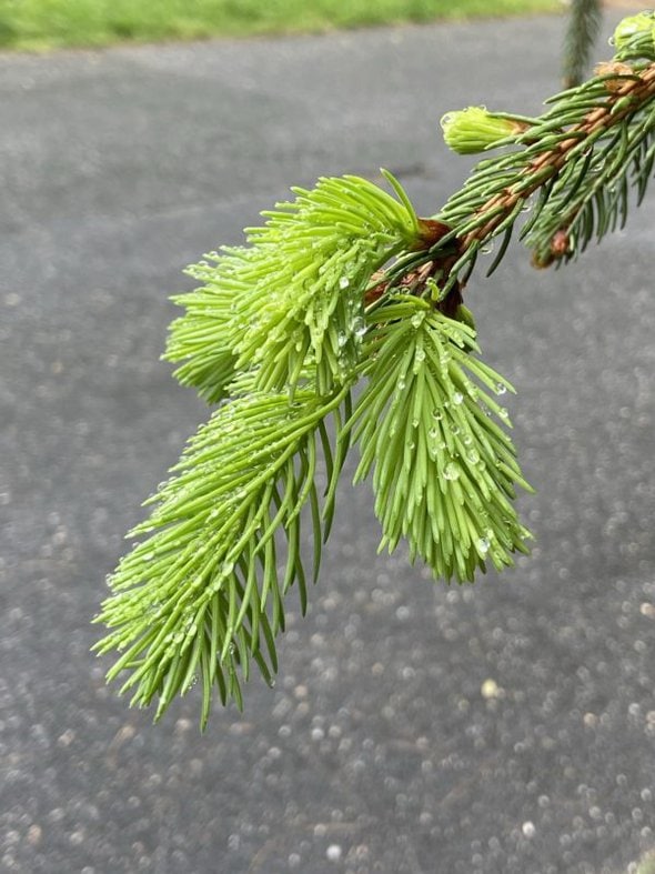 spruce growths.