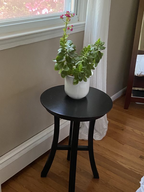 bedroom table with plant.