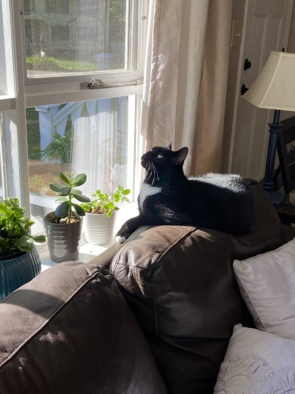 cat on the couch.