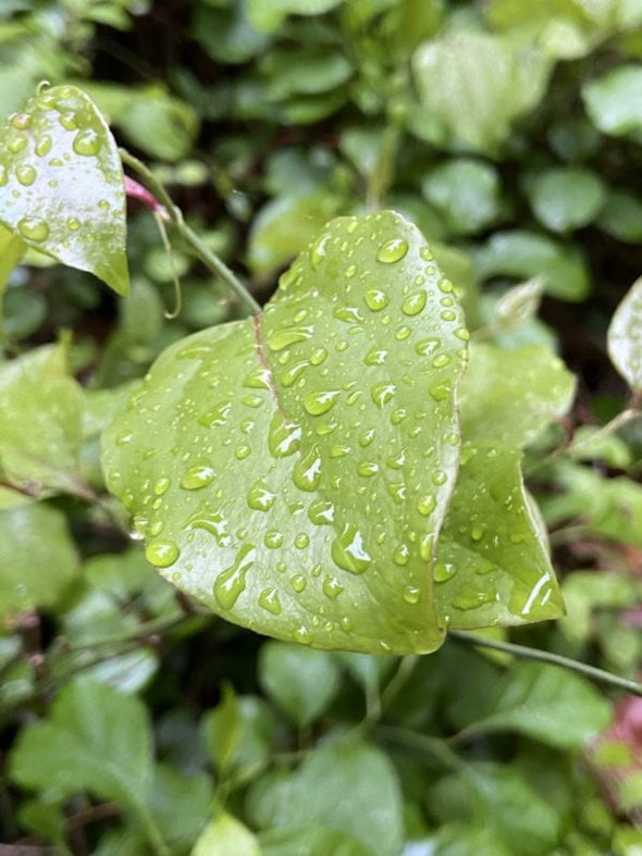 water droplets.