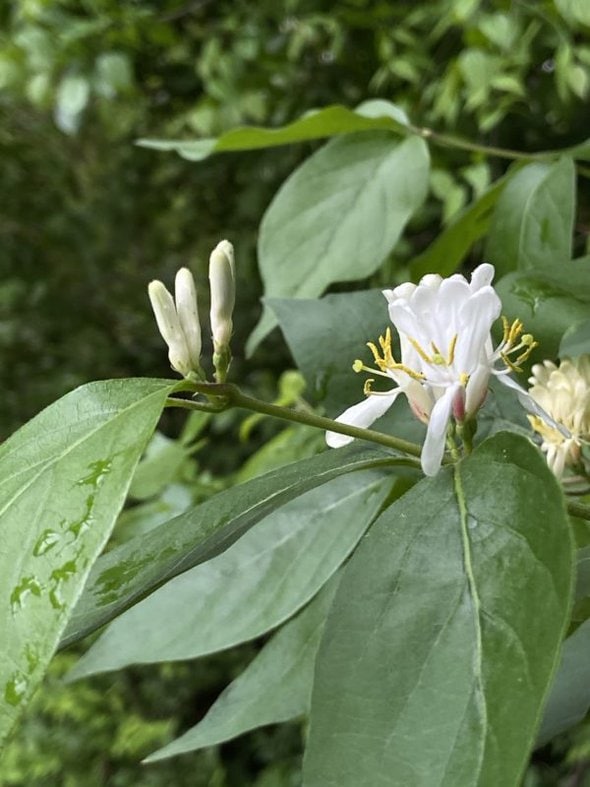 honeysuckle flowers.