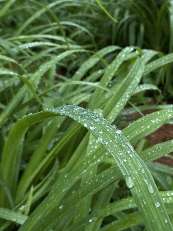 water droplets on leaf.