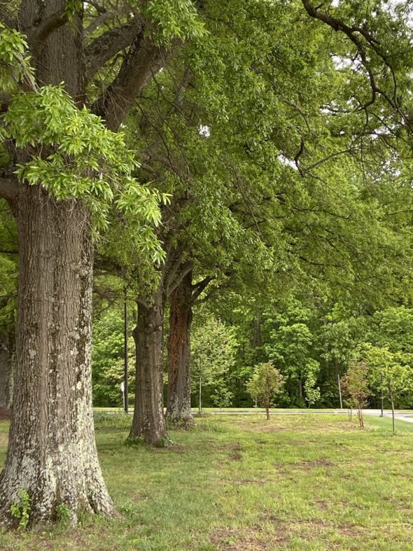 college campus trees.