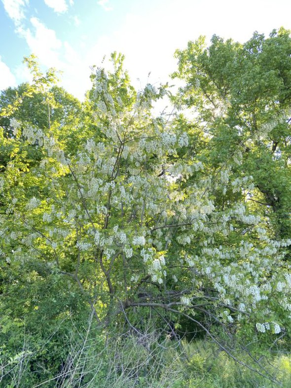 tree with spring blossoms.