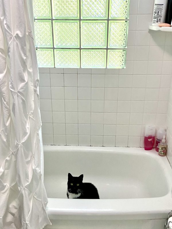 cat in bathtub.