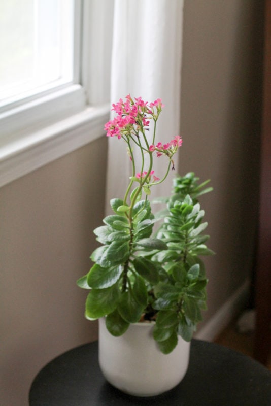 blooming kalanchoe.