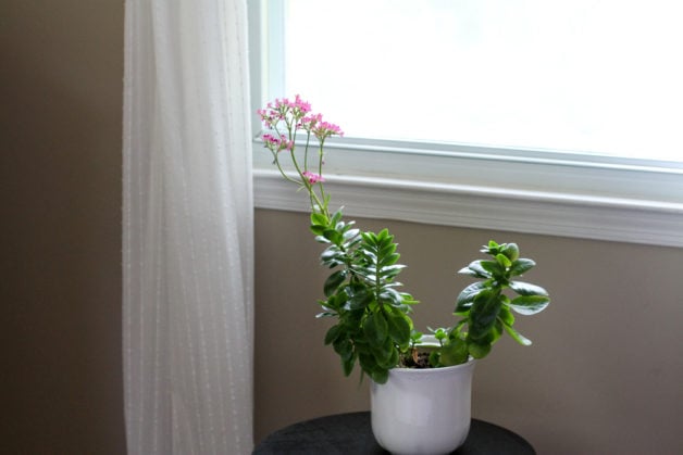 kalanchoe on table.