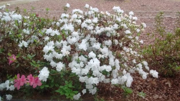 azalea bush.