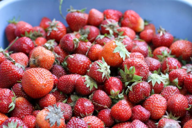 fresh strawberries.