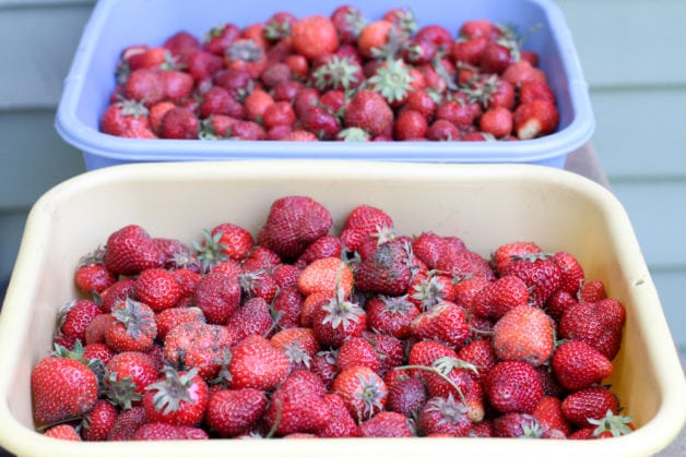 strawberries in bins.