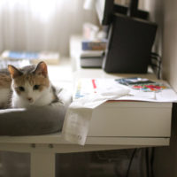cat in cat bed on desk.