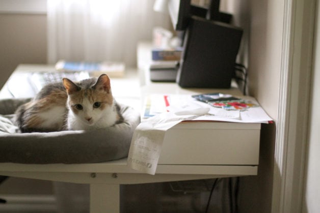 cat in cat bed on desk.