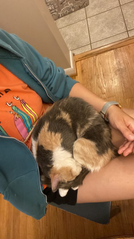 cat in lap.