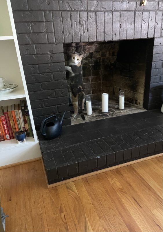 cat in fireplace.
