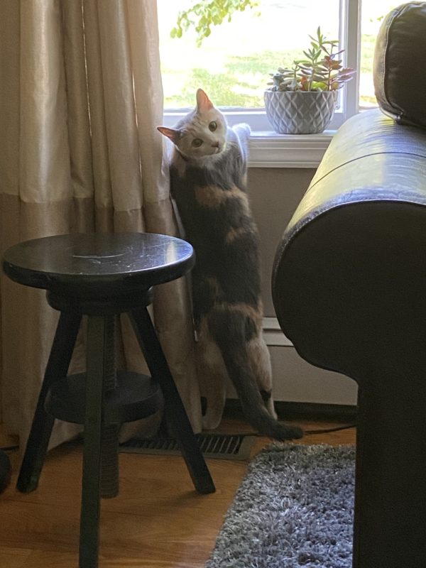 cat by a window.
