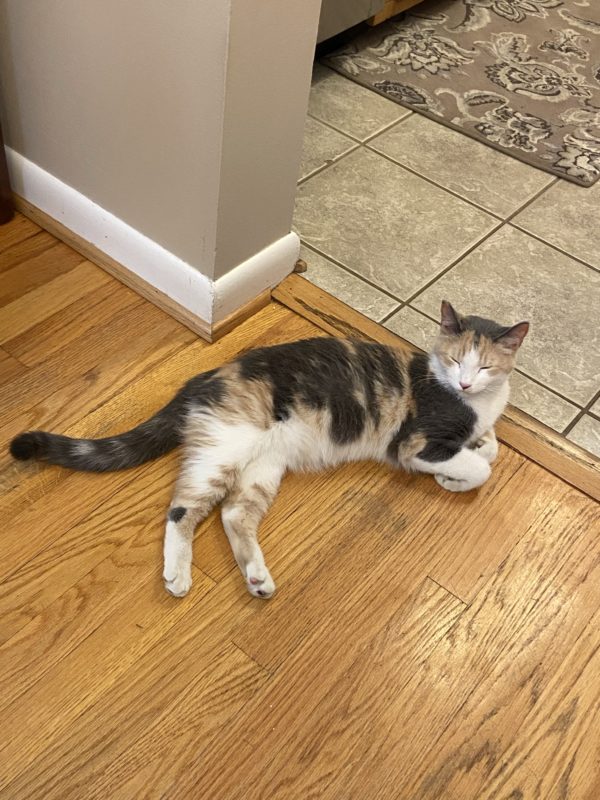 calico cat on floor.