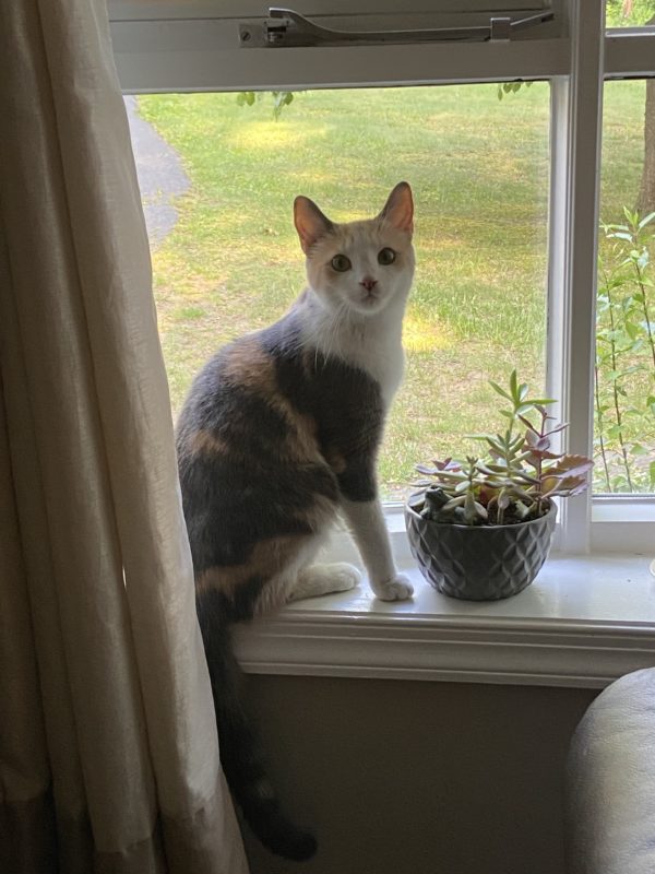 calico cat in window.