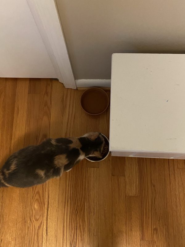 cat with water bowl.
