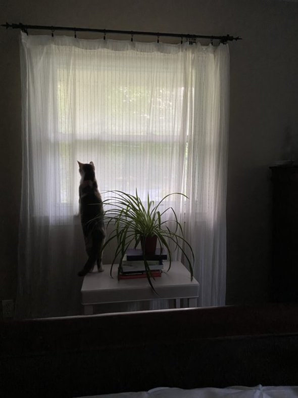 cat looking out a window.
