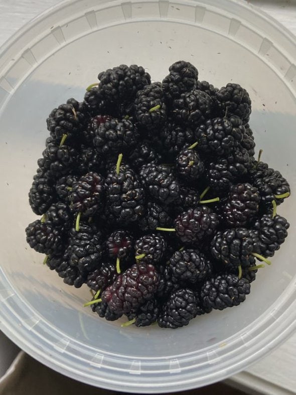 container of mulberries.