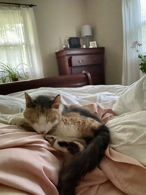 sleeping calico cat.