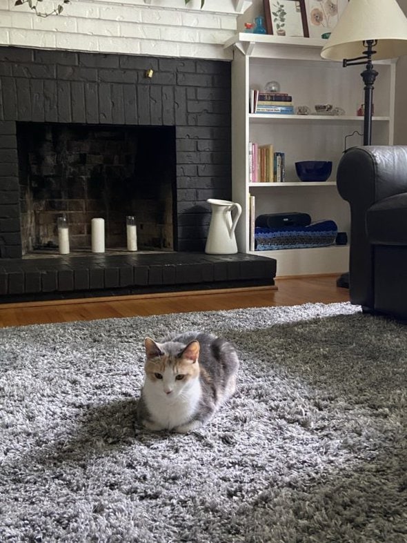 cat on a rug.