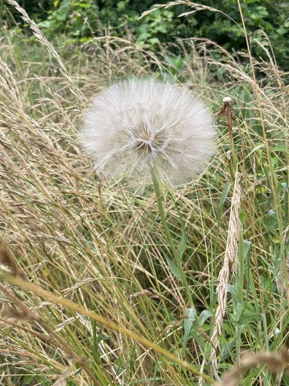 puffball in grass.