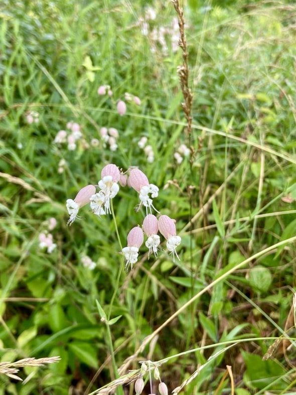 pink wildflowers.