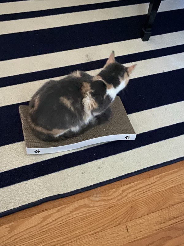 cat on scratch pad.