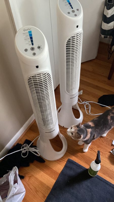 cat next to two fans.