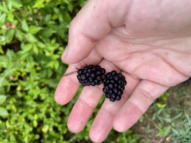 blackberries in hands.