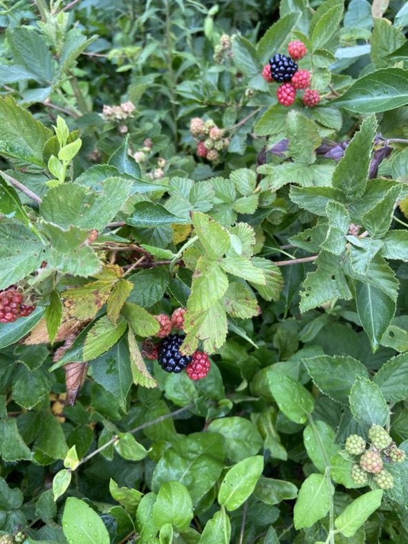 blackberry bush.