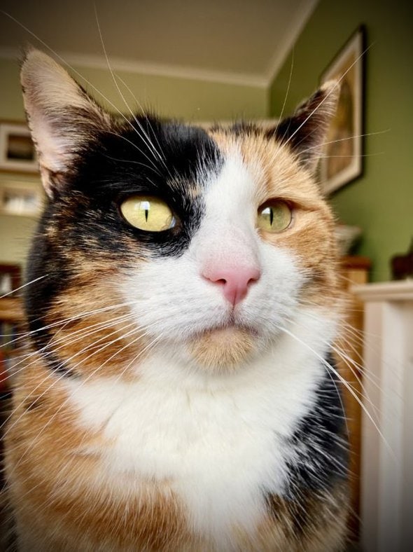 calico cat