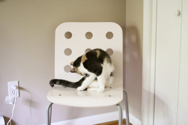 Chiquita on a chair.