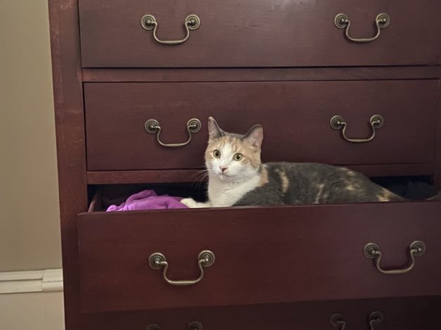 cat in a dresser drawer.