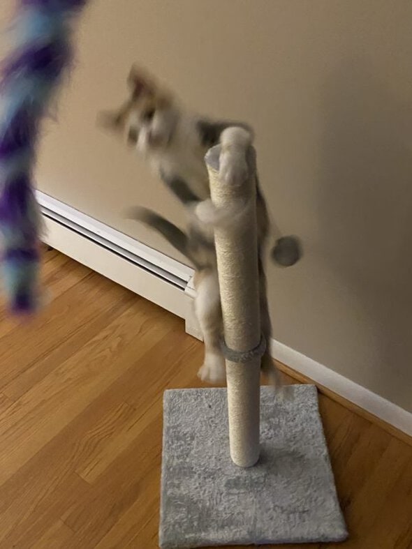 blurry picture of chiquita jumping.