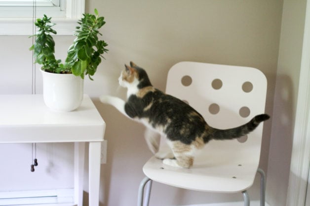cat jumping off chair.